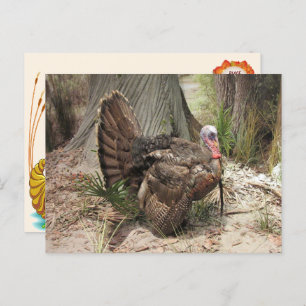 Thanksgiving Turkey Postcard