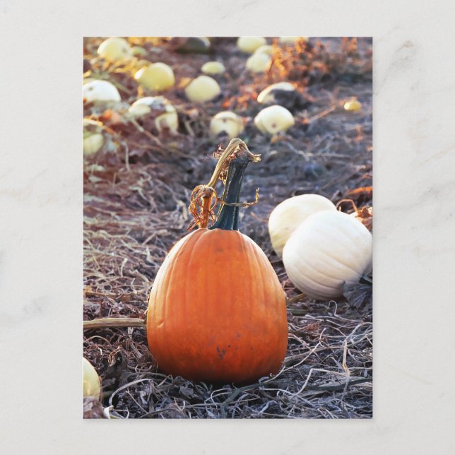 That Autumn Feeling Postcard (Front)