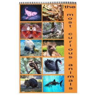 The 12 most curious animals on the planet calendar