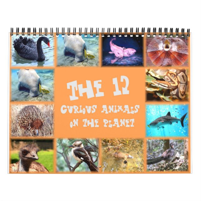 The 12 most curious animals on the planet calendar (Cover)