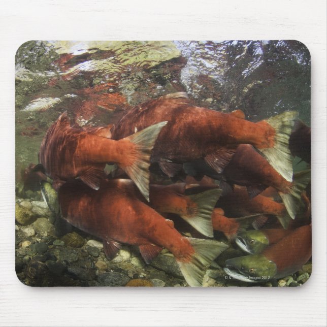 The Adams River sockeye run is one of the Mouse Pad (Front)