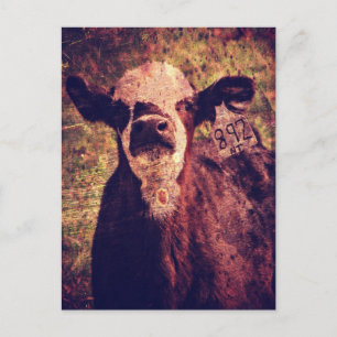 The Adorable Calf Postcard