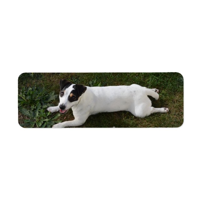 The Adorable, Energetic Jack Russell Return Address Label (Front)
