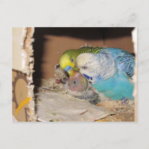 The Adoring Parents Postcard