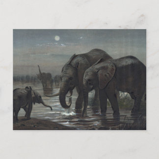 The African Elephant by Joseph Wolf Postcard