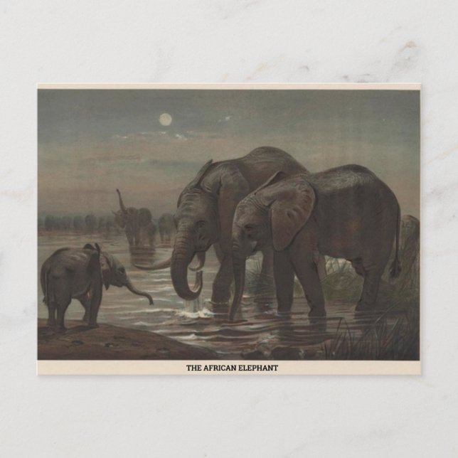 The African Elephant Zoological Sketch Postcard (Front)