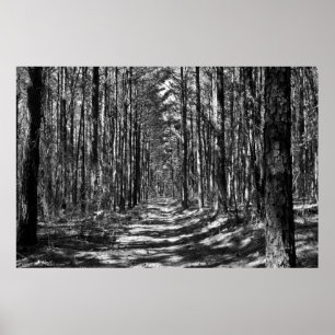 The Alley Through the Pine Sentinels B&W Poster