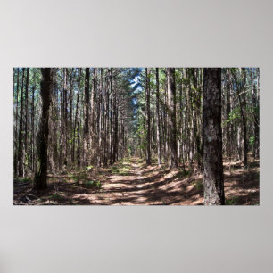 The Alley Through The Pine Sentinels Poster