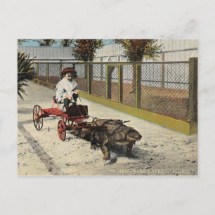 The Alligator Go-Cart Postcard