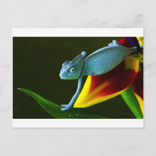 The Amazing Chameleon Postcard