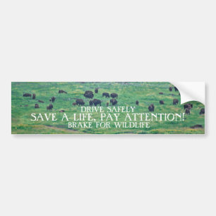The American Bison Bumper Sticker