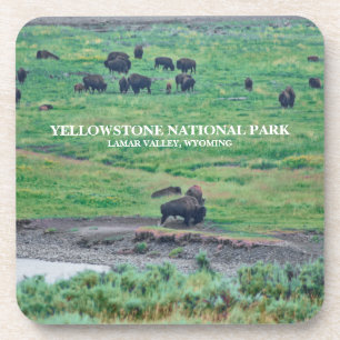 The American Bison Coaster