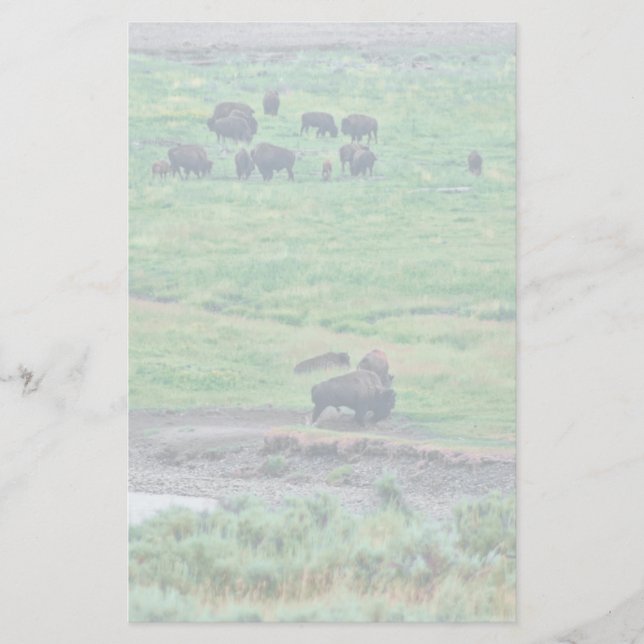 The American Bison Stationery (Front)