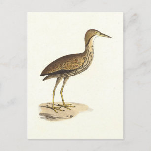 The American Bittern (Botaurus lentiginosus) Bird  Postcard