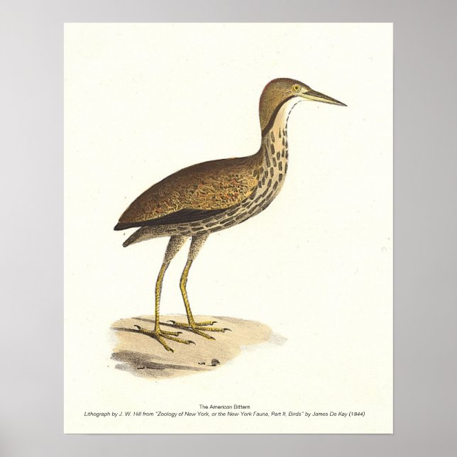 The American Bittern (Botaurus lentiginosus) Bird  Poster (Front)