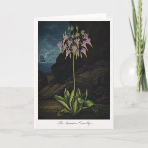 The American Cow-Slip — Modern Botanical Reinterpr Card