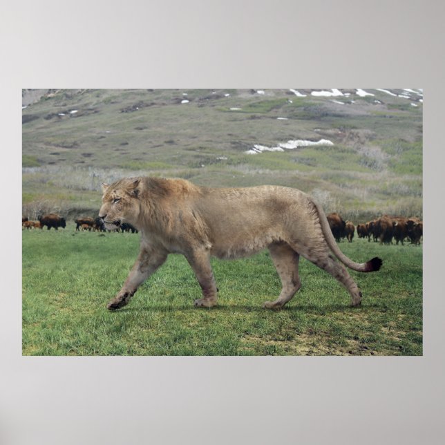 The American lion (Panthera atrox) poster (Front)