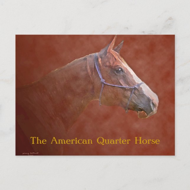 The American Quarter Horse Postcard (Front)