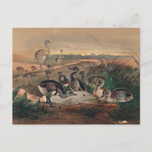 The American Rhea by Joseph Wolf Postcard (Front)