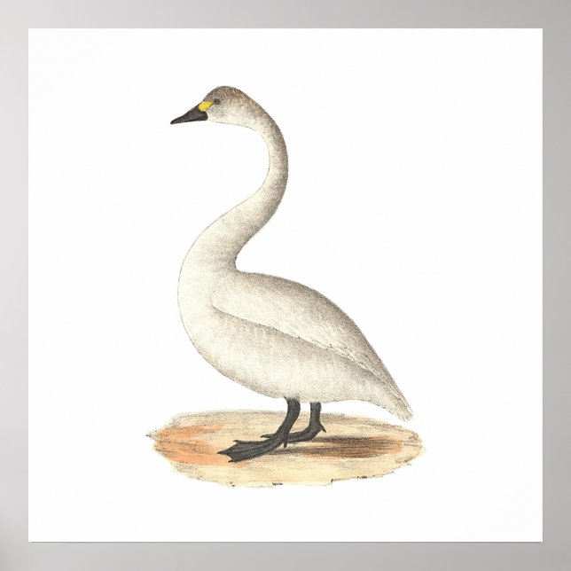 The American Swan	(Cygnus americanus) Poster (Front)