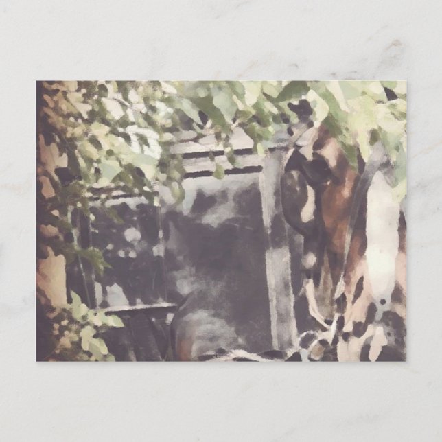 The Amish Horse Postcard (Front)