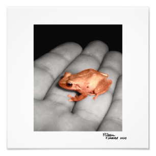 The Amphibian. Photo Print