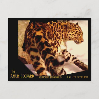 The Amur Leopard is Critically Endangered - Holiday Postcard