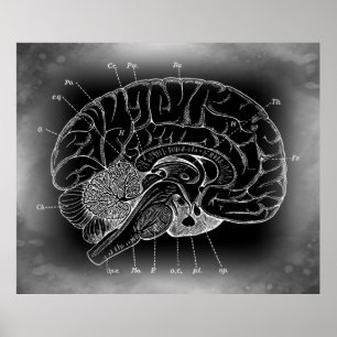 THE ANCIENT MYSTERIOUS BRAIN POSTER