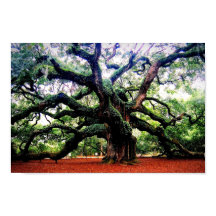 The Angel Oak