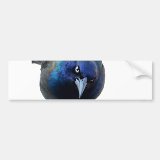 The Angry Grackle Bumper Sticker