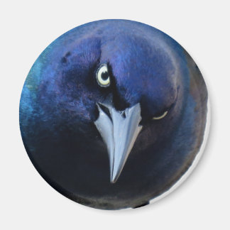 The Angry Grackle Magnet