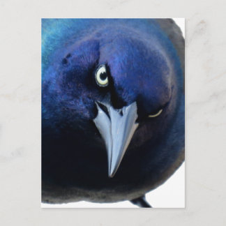 The Angry Grackle Postcard
