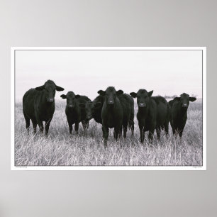 The Angus Gang - Black Angus Cattle - Texas Poster