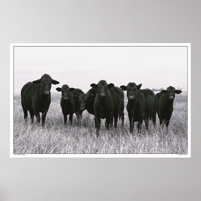 The Angus Gang - Black Angus Cattle - Texas Poster (Front)