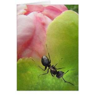 The Ant and the Peony
