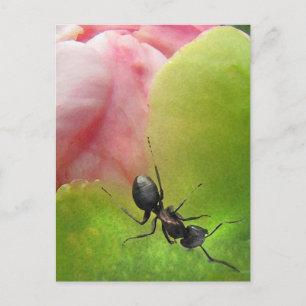 The Ant and the Peony Postcard