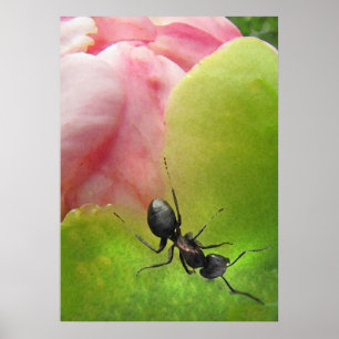 The Ant and the Peony Poster