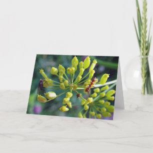 The Ant,The Fly, and the Weed Card