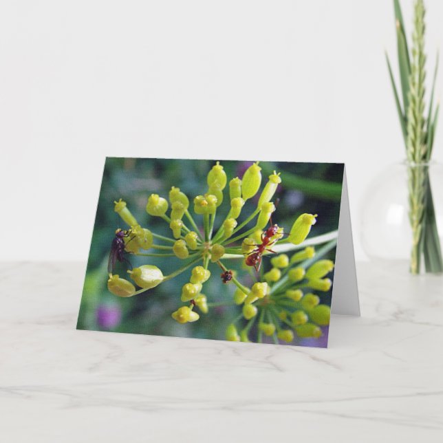 The Ant,The Fly, and the Weed Card (Front)