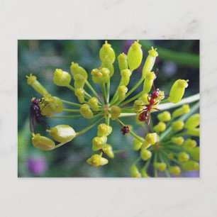 The Ant,The Fly, and the Weed Postcard