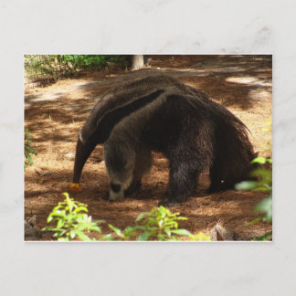 The Anteater Postcard