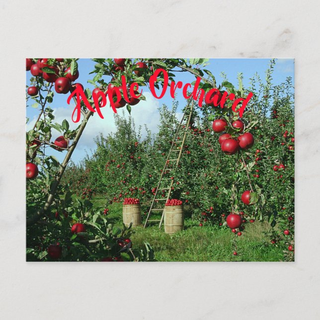 The Apple Orchard Postcard (Front)