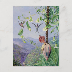 The Aqueduct of Morro Velho, Brazil Marianne North Postcard