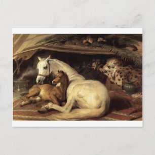 The Arab Tent by Edwin Henry Landseer Postcard