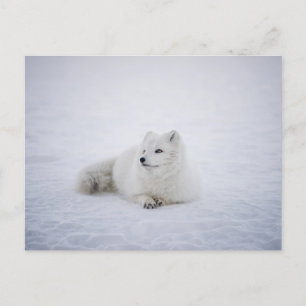 The Arctic Fox in Winter Wonderland Postcard