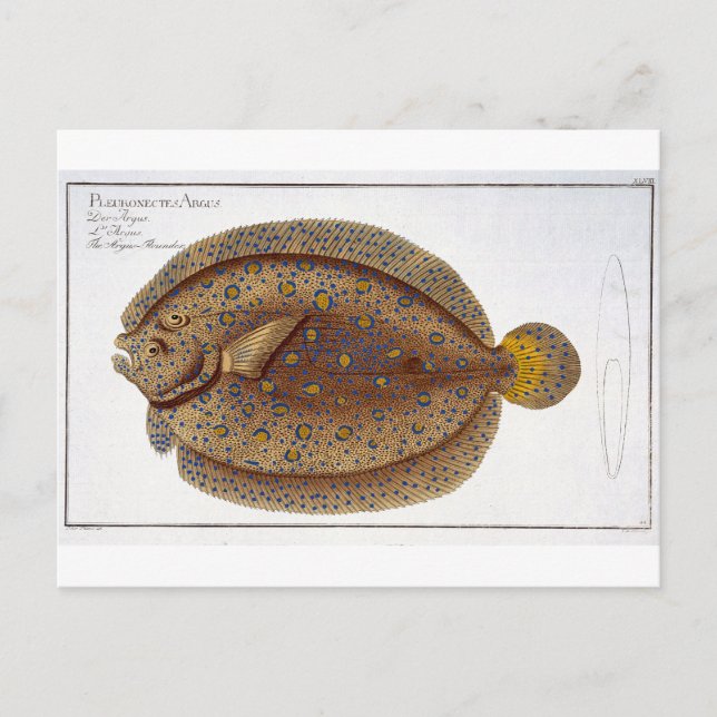 The Argus Flounder (Pleuronectes Argus) plate XLVI Postcard (Front)