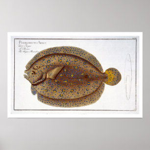 The Argus Flounder (Pleuronectes Argus) plate XLVI Poster