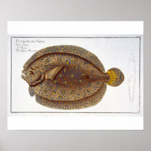 The Argus Flounder (Pleuronectes Argus) plate XLVI Poster