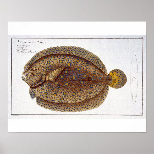 The Argus Flounder (Pleuronectes Argus) plate XLVI Poster (Front)