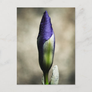 The Arriving Beauty Postcard